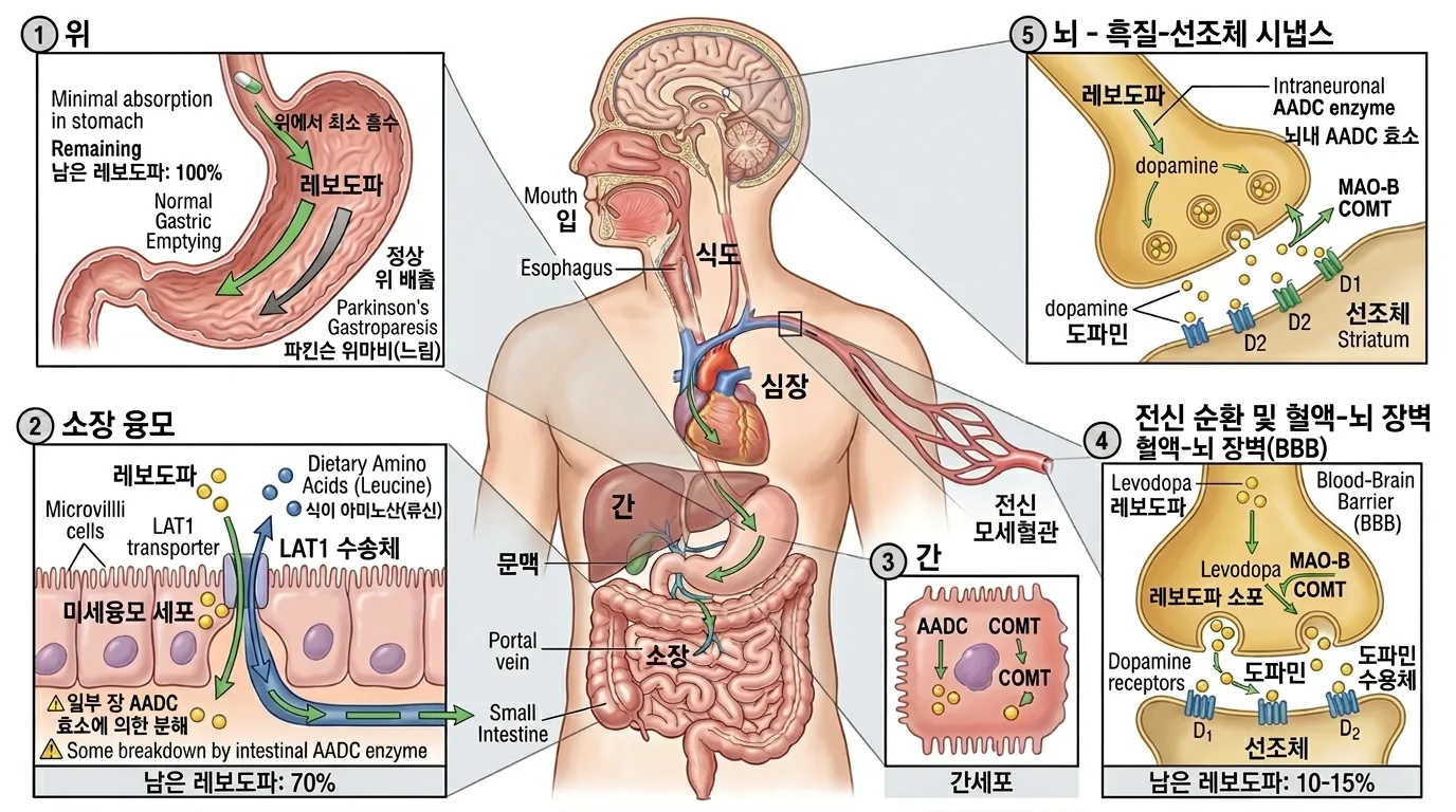 레보도파의 여정 — 입에서 뇌까지 5단계 약동학 경로